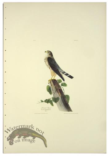 Le Petit Caporal L.E.